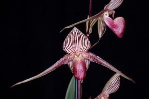 Paphiopedilum rothschildianum Orchids de Oro Direwolf KOTN' AM/AOS 80 pts.